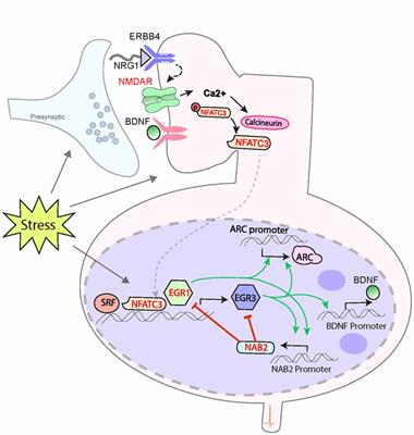 Immediate Early Genes Anchor a Biological Pathway of Proteins Required for Memory Formation, Long-Term Depression and Risk for Schizophrenia